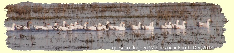geese